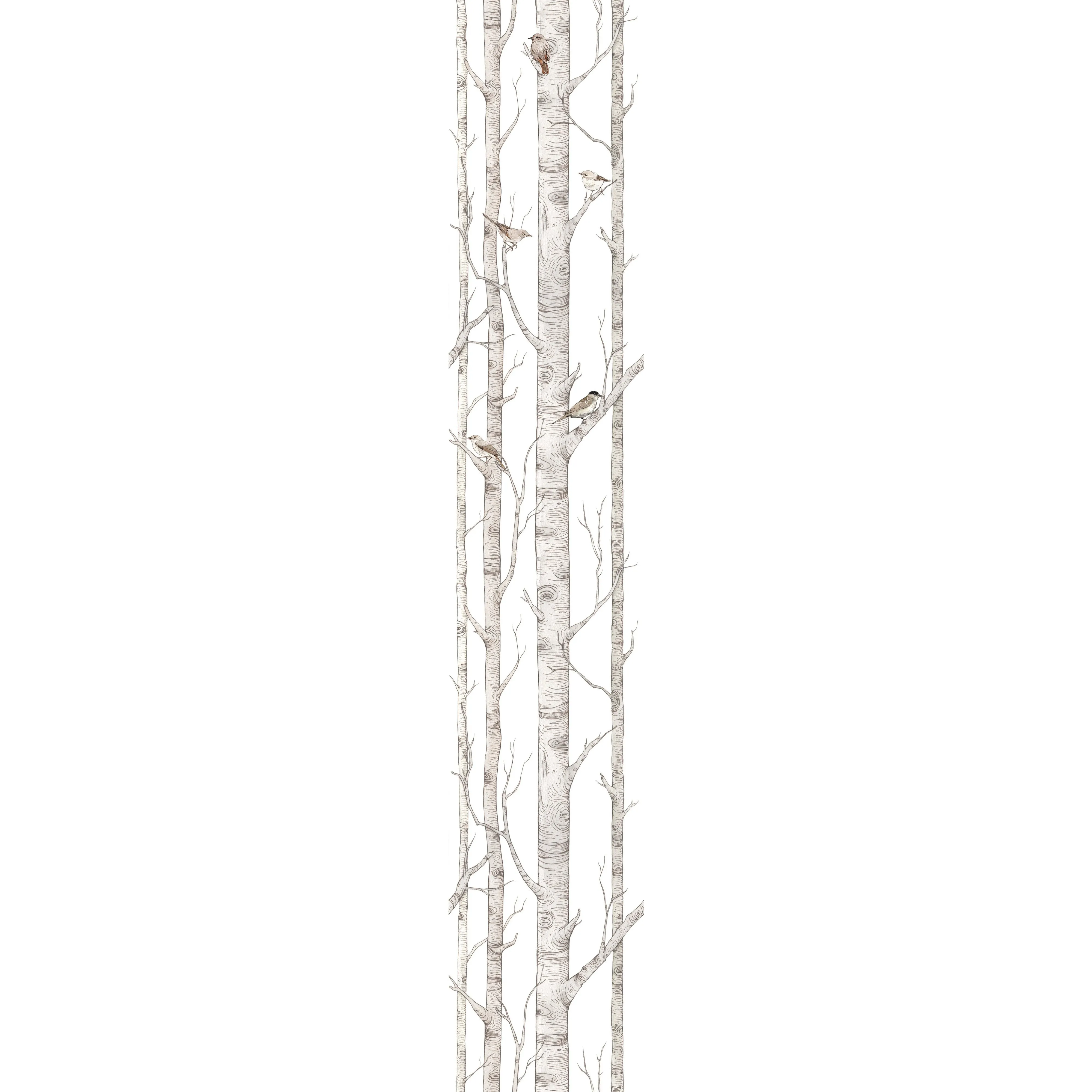 Birch Trees Wallpaper