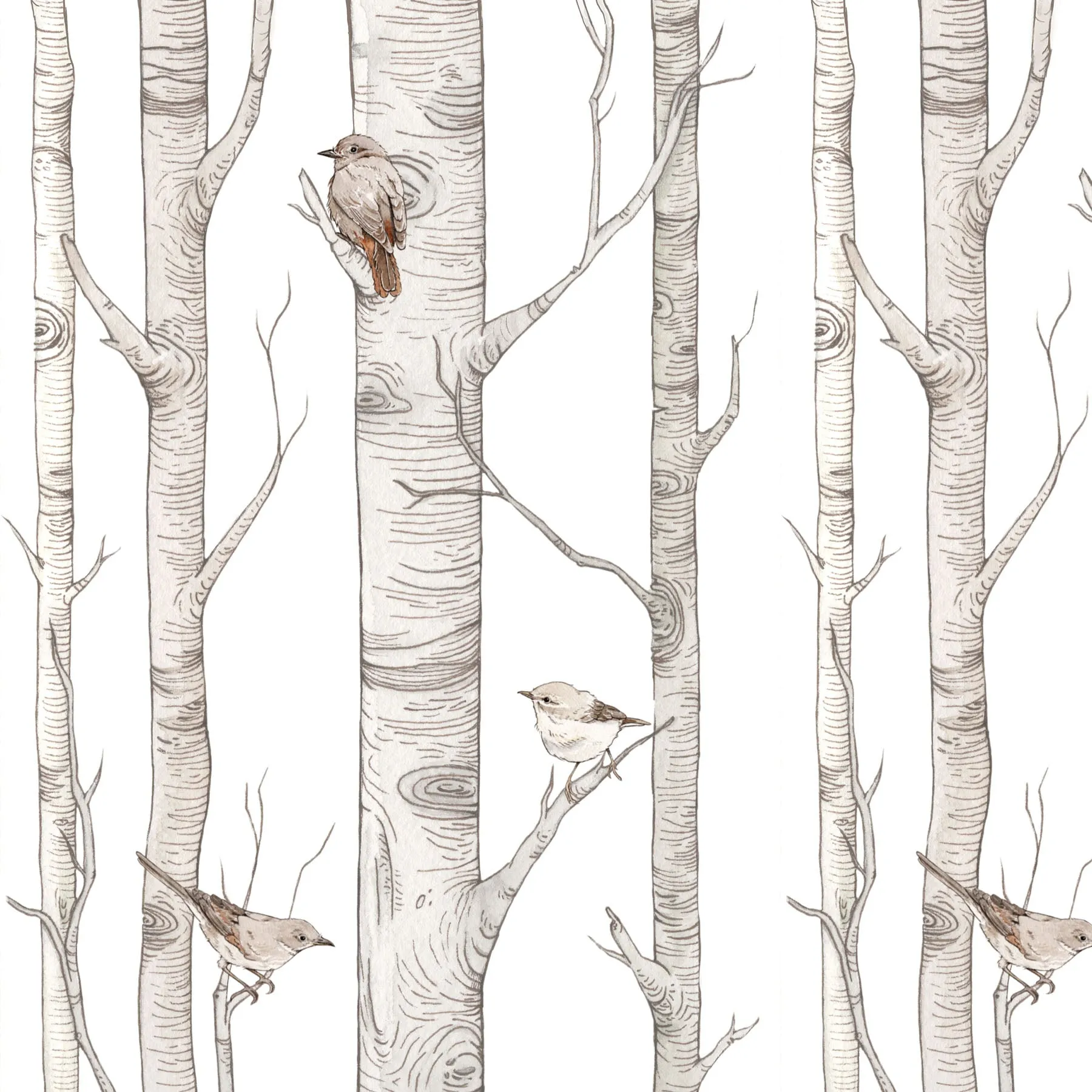 Birch Trees Wallpaper
