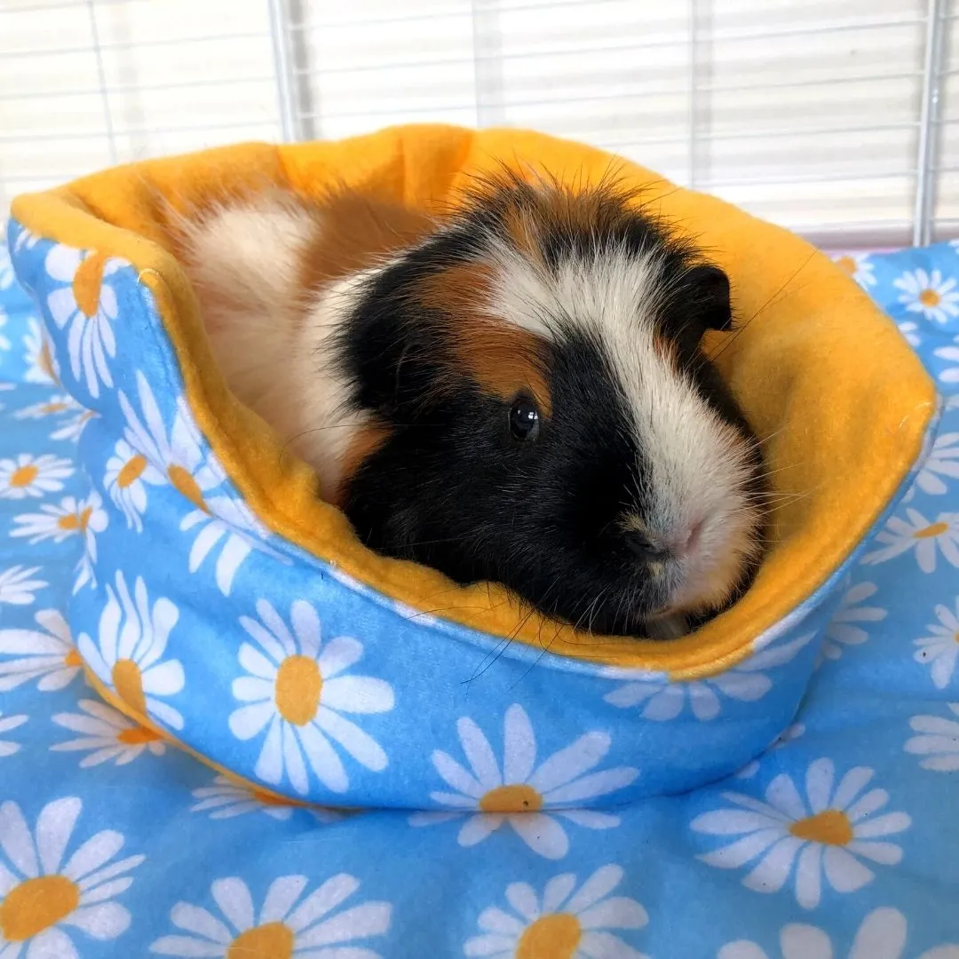 Comfy Cuddle Cup | Daisy