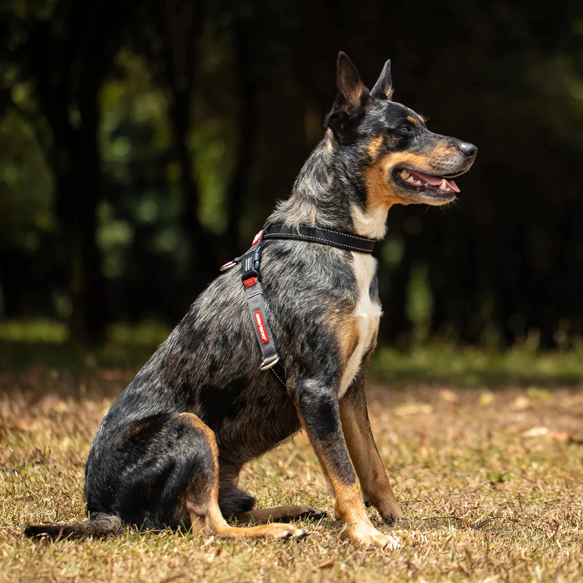 EzyDog Cross Check Harness
