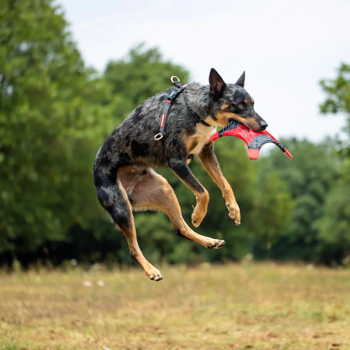 EzyDog Cross Check Harness