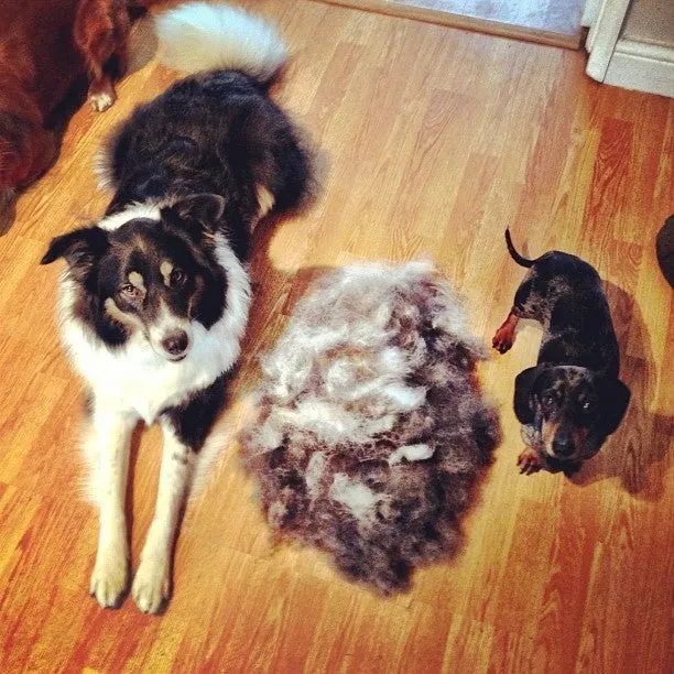 FURminator long hair - Small - BONUS PACK with nail trimmer - SALE