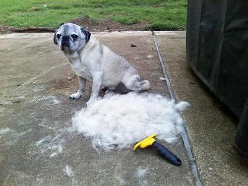 FURminator long hair - Small - BONUS PACK with nail trimmer - SALE