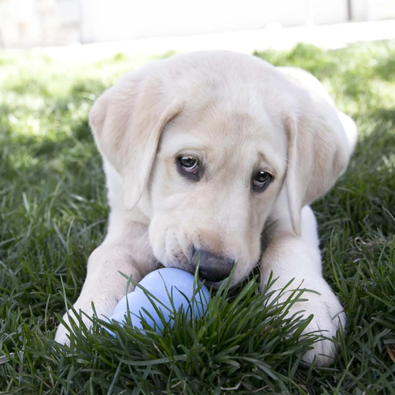 KONG Puppy - Natural Teething Rubber Chew Toy for Dogs - Stuffable Dog Toy for Extended Playtime - Chew & Fetch Toy for Puppies - For Large Puppies - Blue