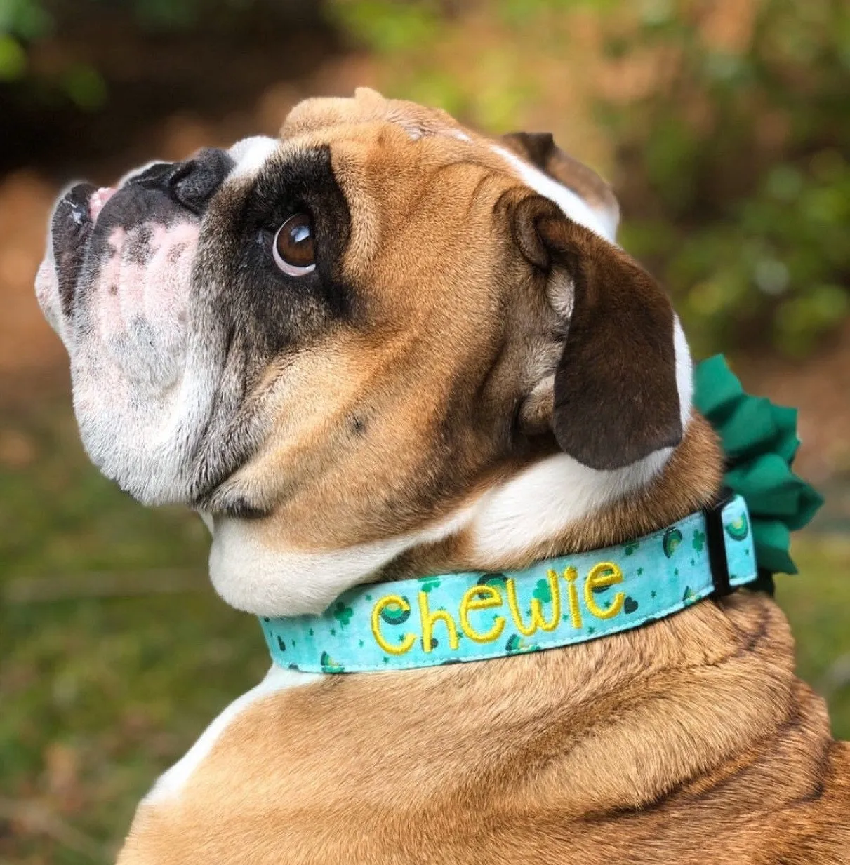 Personalized Dog Collar | Lucky St. Patrick's Day Dog Collar | Duke & Fox®