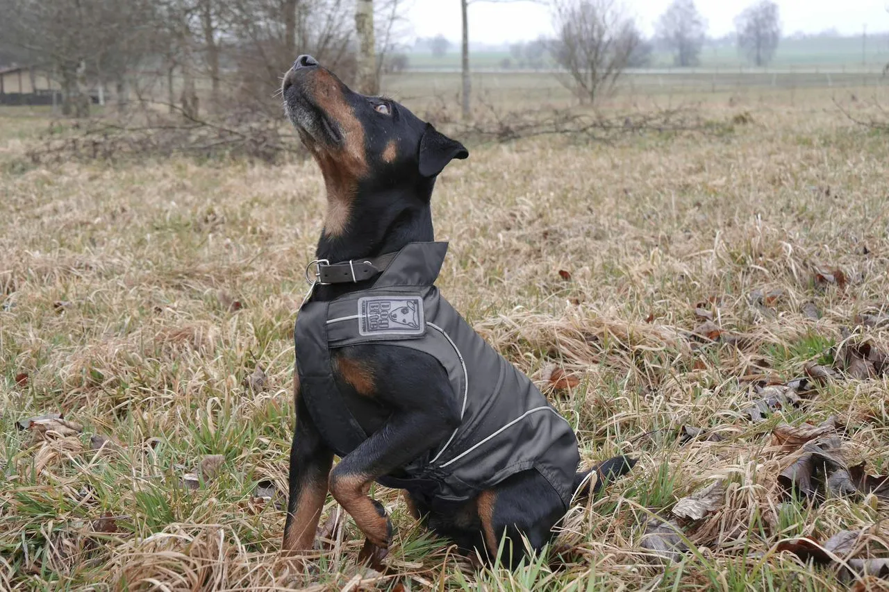 Rain Jackets / All-Year Coats for Dogs, Black, XS to 4XL